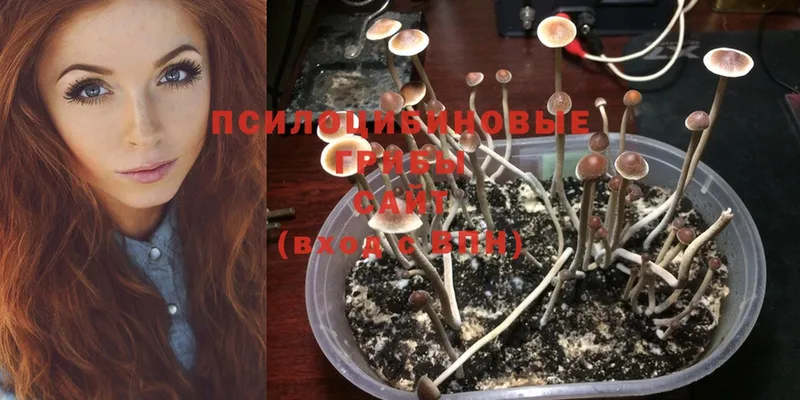 Галлюциногенные грибы Psilocybine cubensis  где найти наркотики  Кудрово 